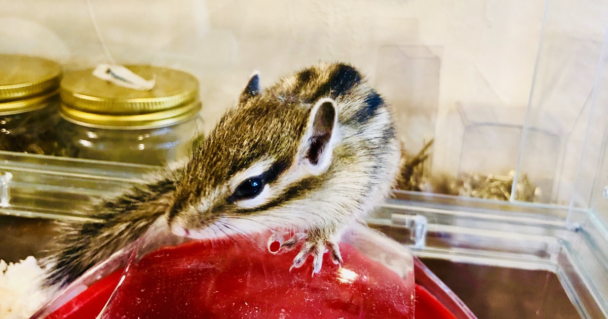 シマリスを飼おう】手に入らない？世に出回る時期について徹底解説