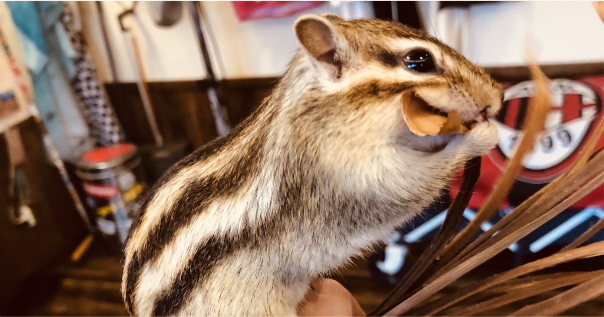 シマリスを飼おう】日々の行動パターン。愛らしい仕草をご紹介！其の２